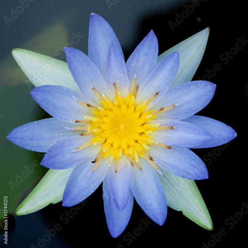 Closeup of Blue Lotus
