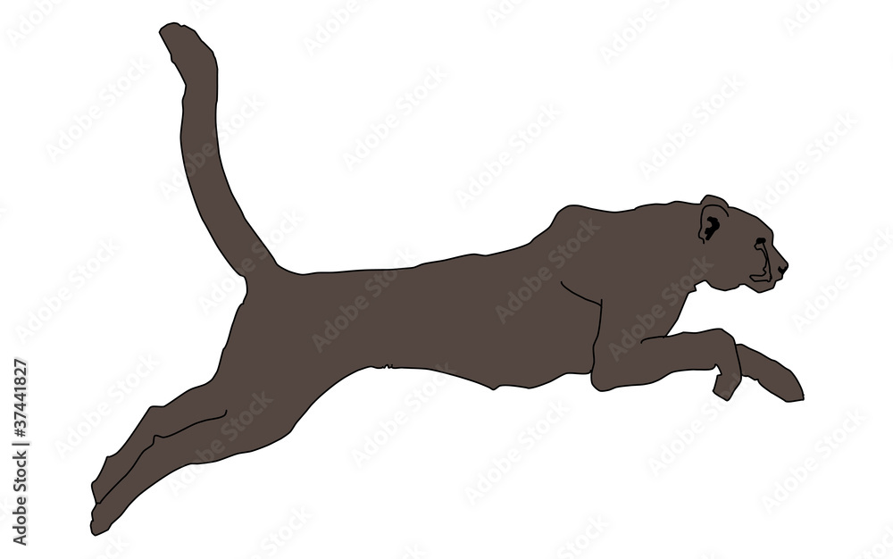 wild animal - puma, vector Stock Vector | Adobe Stock
