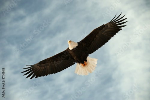 Bald eagle in flight awaiting fish feeding