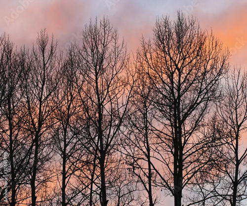 A Stand of Bare Trees Against a Winter Sunset