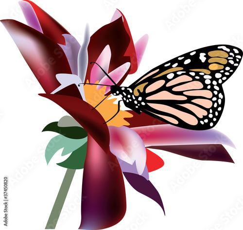 Butterfly on a flower