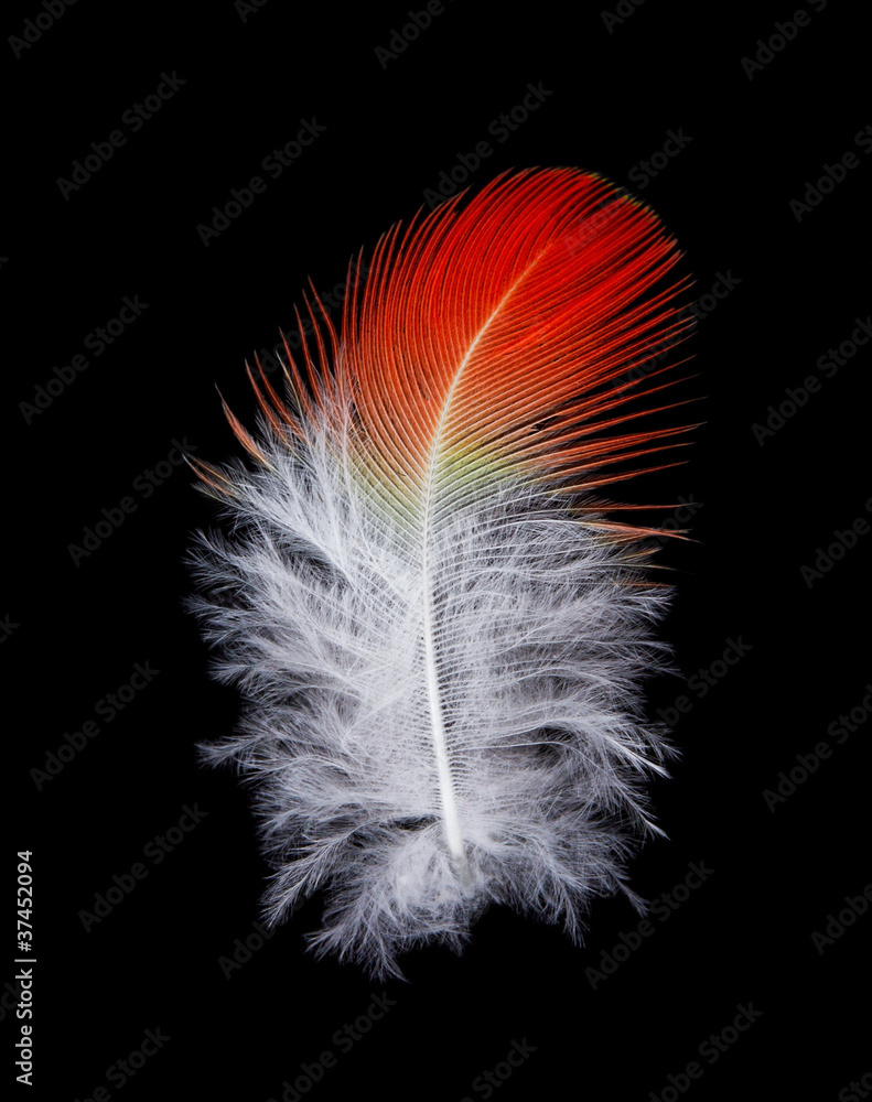 Obraz premium feather on black background