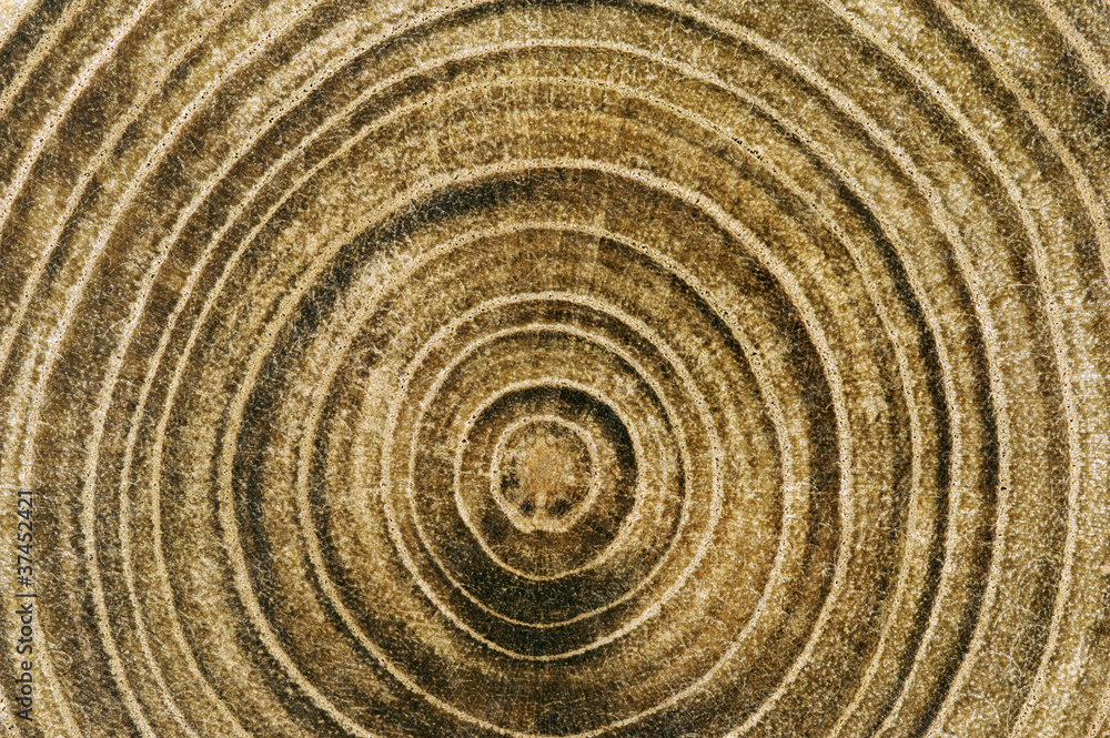 Fototapeta premium 槐（エンジュ）の年輪
