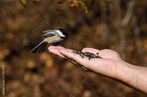 Black-Capped Chickadee Eating From a Hand