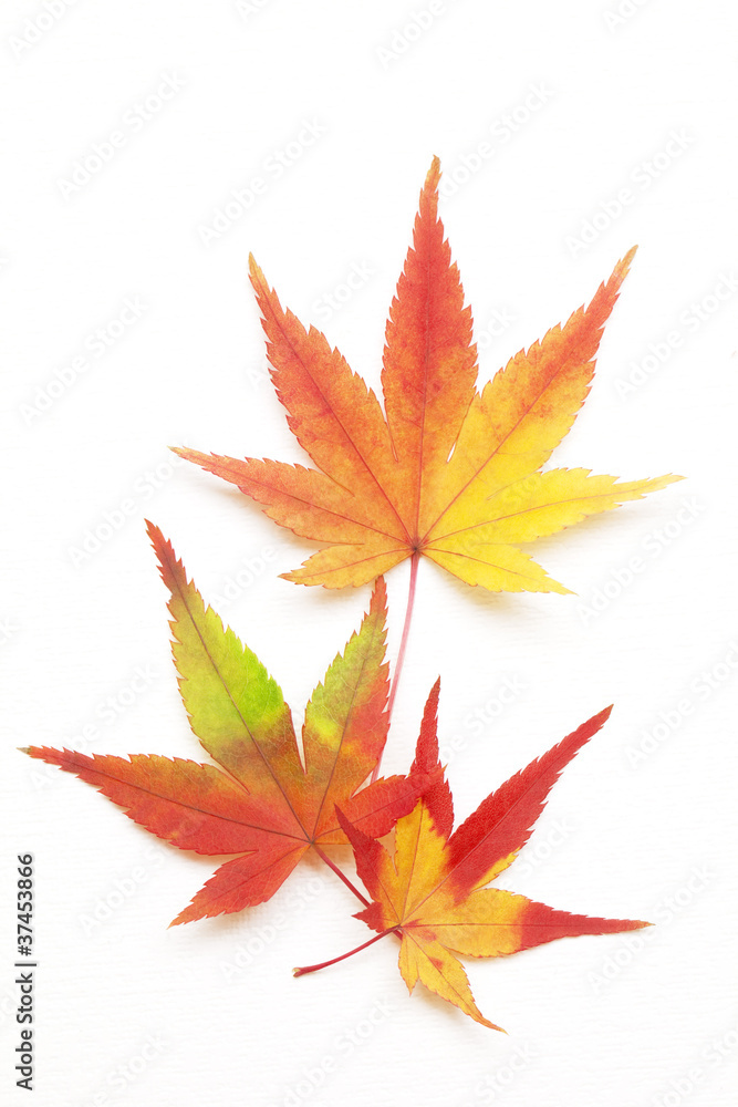 紅葉もみじ 紅葉もみじ