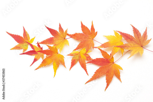 Cuadro en lienzo 紅葉もみじ