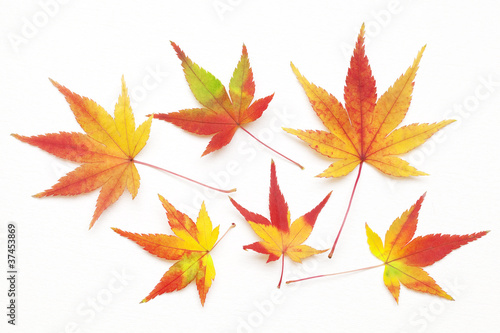 Photos 紅葉もみじ