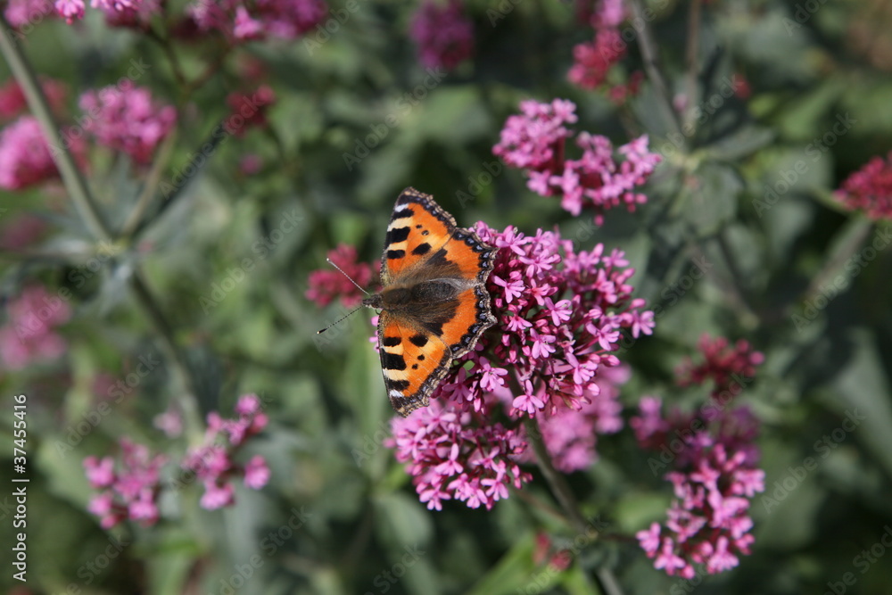 papillon sur fleur papillon sur fleur