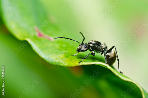 black ant in green nature © sweetcrisis