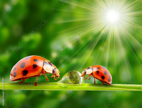Ladybugs on a dewy grass.
