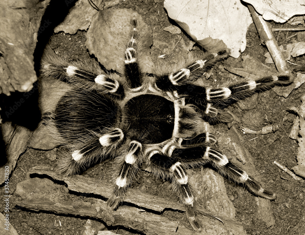 black tarantula Stock Photo | Adobe Stock