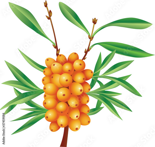 Branch of sea-buckthorn berries with berries