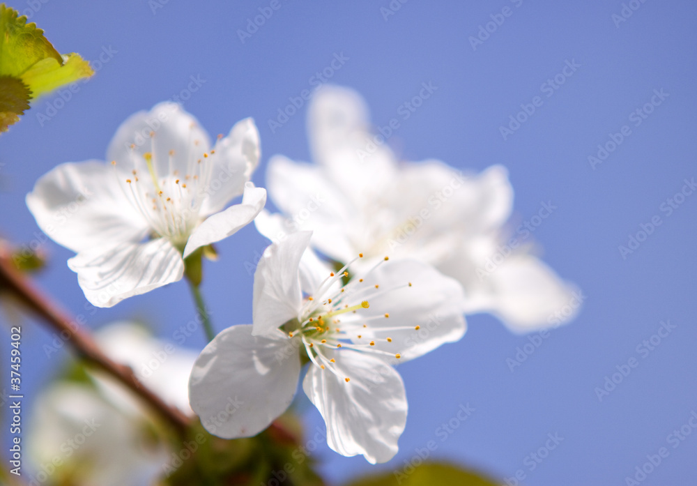 Obraz premium Apricot blossoms against the blue sky