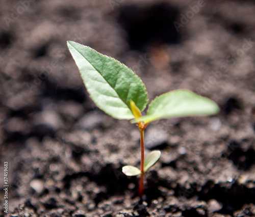 Green newborn sprout on chapped earth