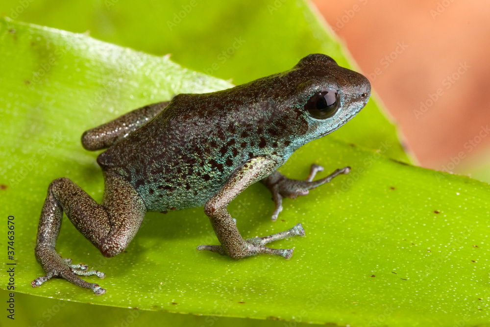 Obraz premium poison dart frog