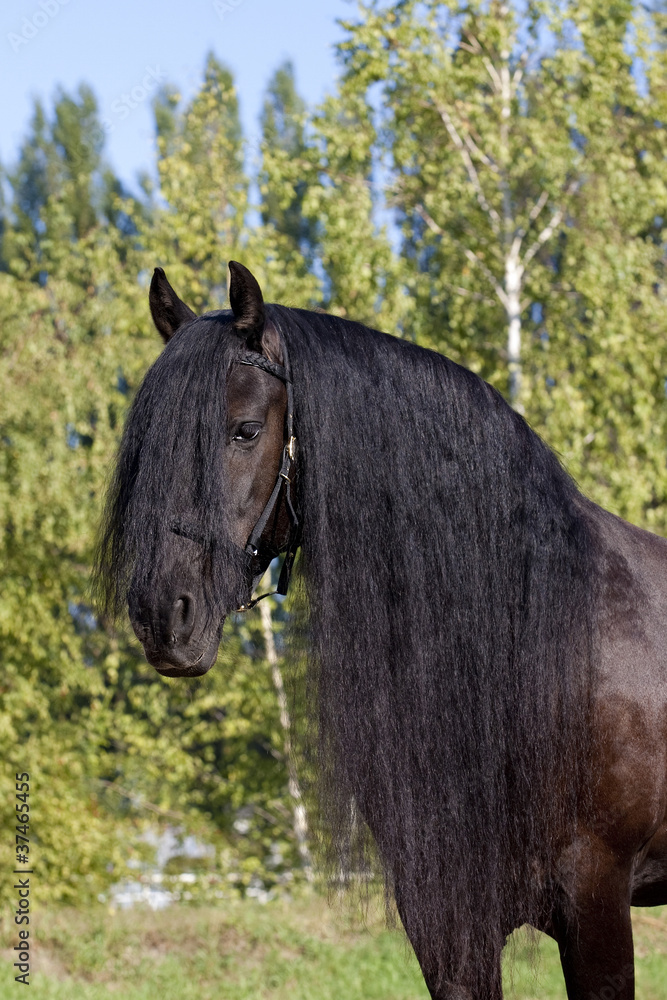 Fototapeta premium Friesenpferd