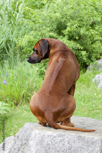 Rhodesian Ridgeback sitzt auf Stein