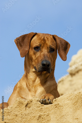 Rhodesian Ridgeback Portrait