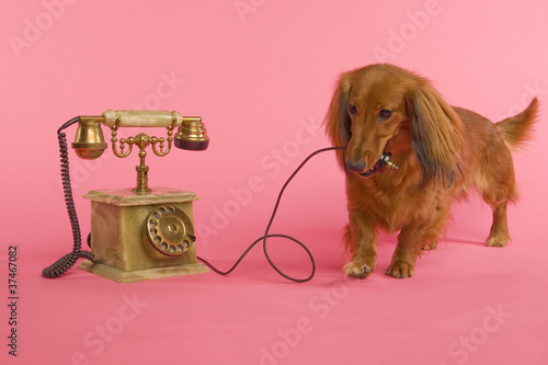 Dackel mit Telefon
