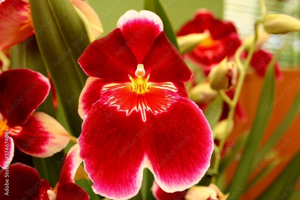 orchidea Miltonia e Miltoniopsis