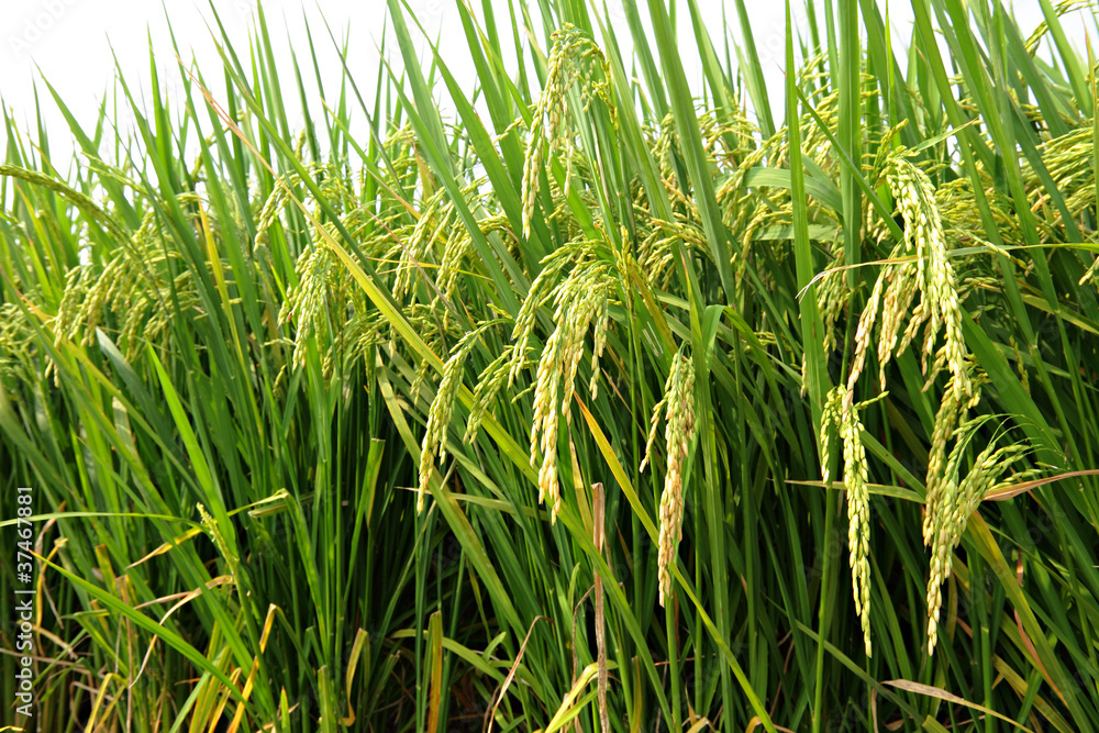 Paddy Rice Paddy Rice