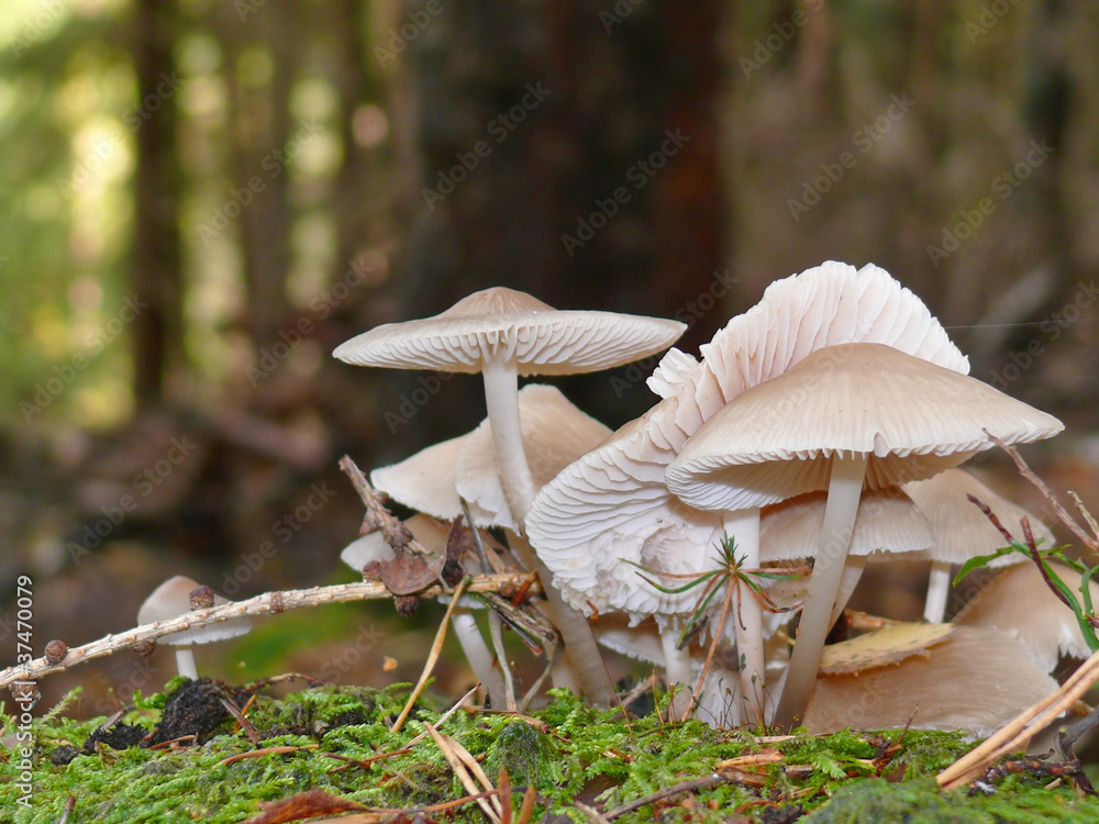 Foto Mycena pura