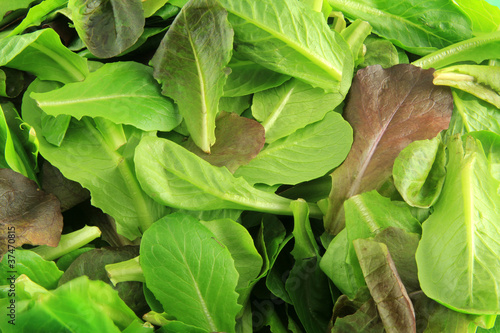 Baby romaine salad background