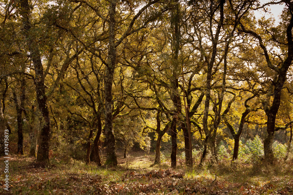 Rural Tree Pattern