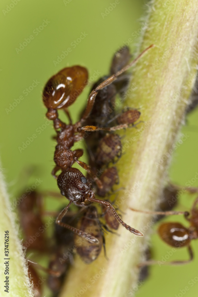 European fire ant (Myrmica rubra) harvesting on aphids