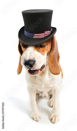 Malicious dog in a hat of uncle Sam
