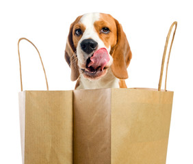 Licking lips dog .