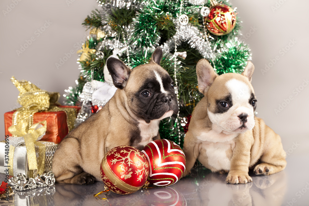 french bulldog puppy  and gifts christmas , ball