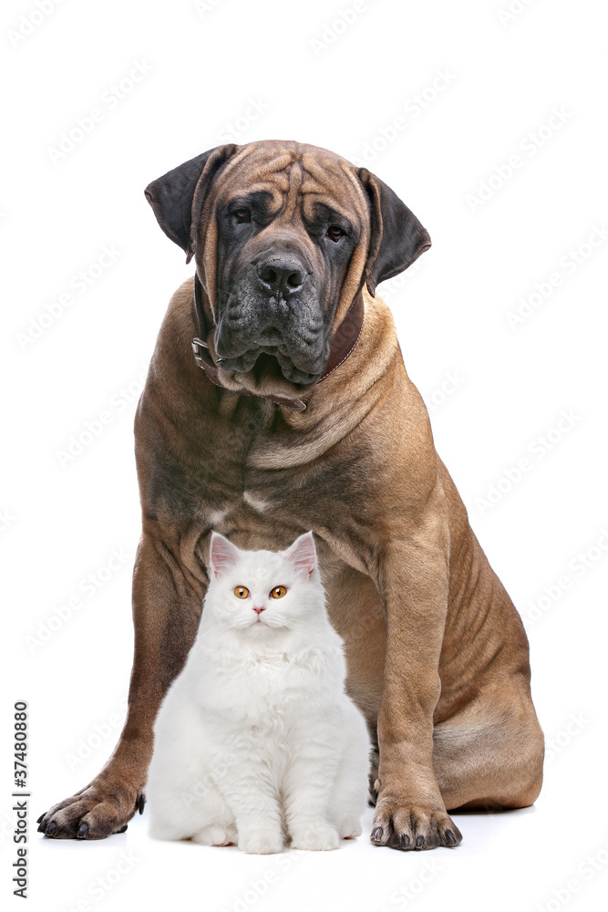 strong dog and a show cat