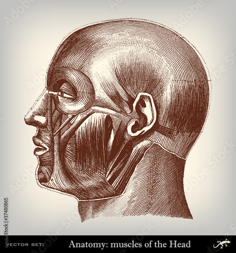 Engraving vintage muscolar system of the head.