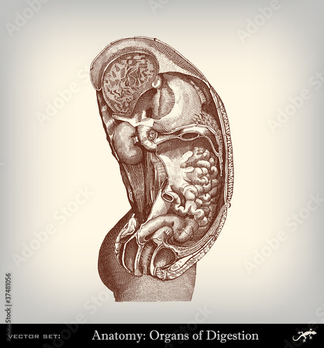 Engraving vintage digestive system.