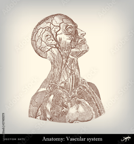 Engraving vintage vascular system.