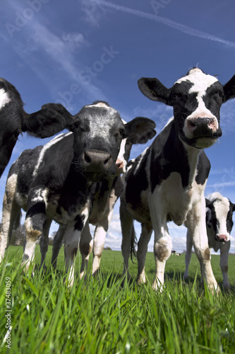 Holstein Calves in Pasture © Dave McAleavy