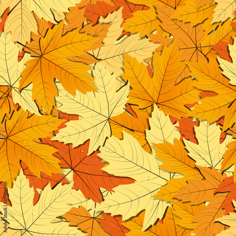 Maple leaves background Maple leaves background