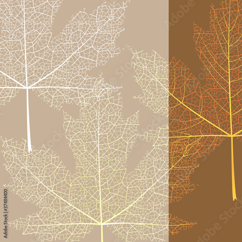 Maple leave brown background