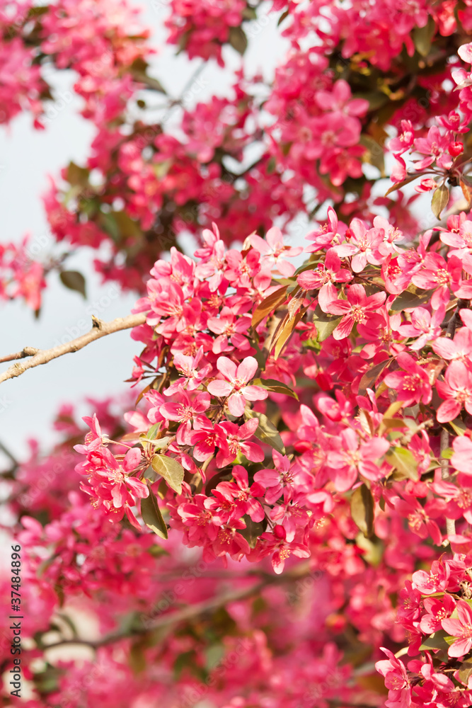 Naklejka premium Japanese cherry with blossom