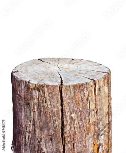 old wood stump