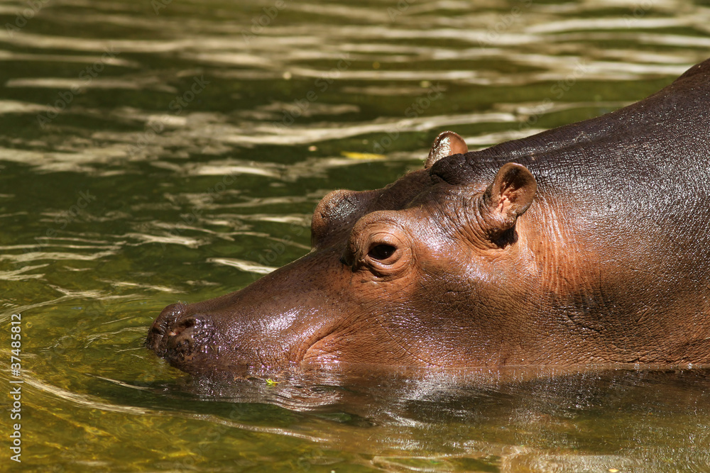 Fototapeta premium Young hippo going into the water