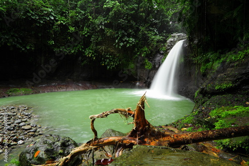 Arbre arraché par les eaux.