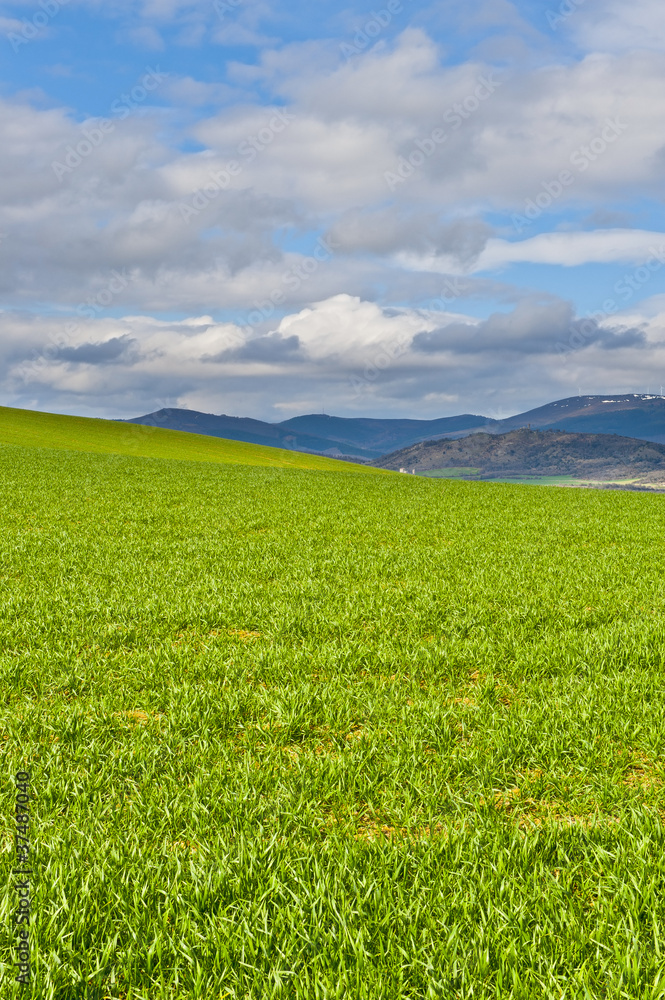 Spring Fields