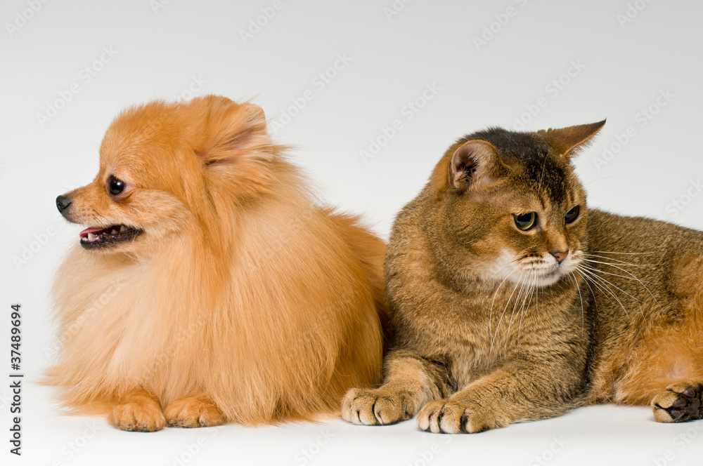 Cat and puppy in studio Cat and puppy in studio