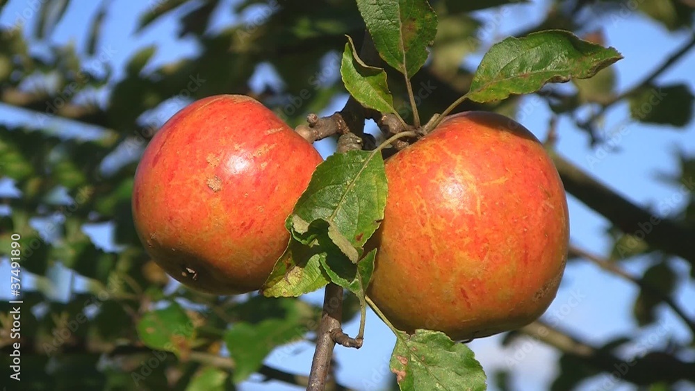 Äpfel am Baum Äpfel am Baum