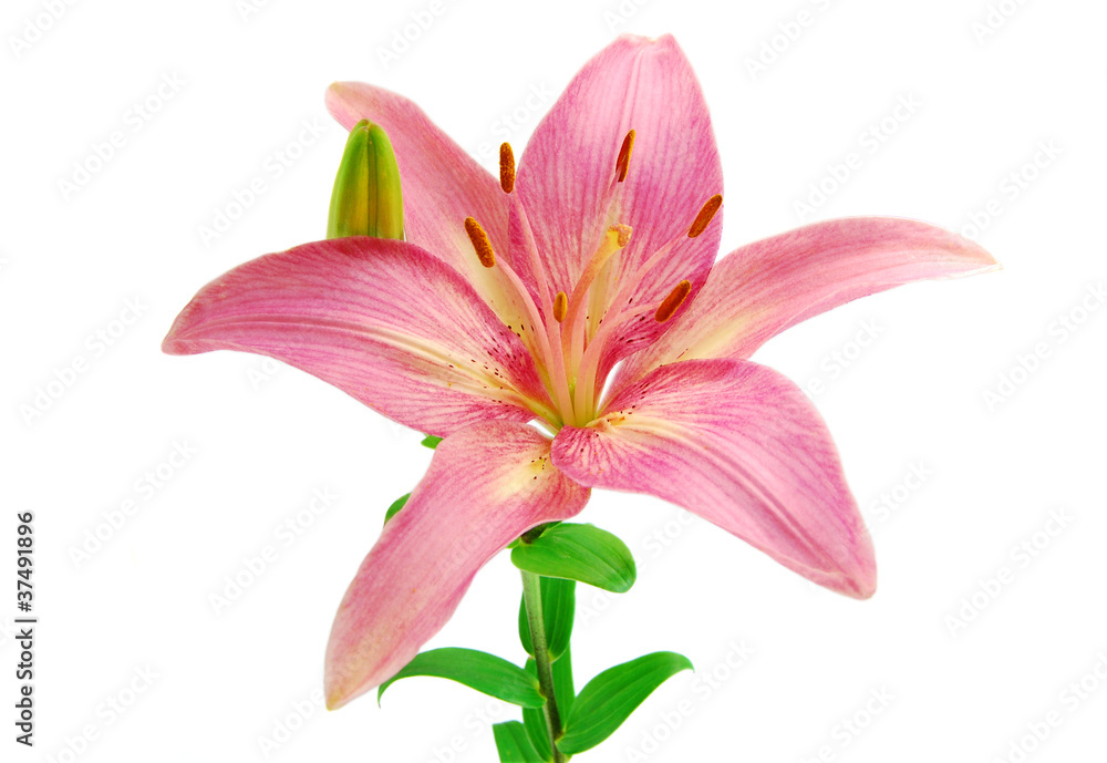 Pink lily isolated on white background
