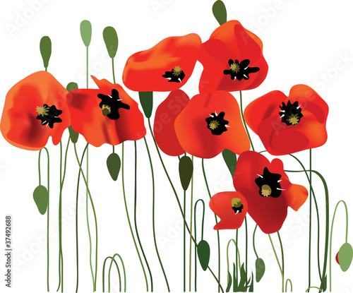 Fototapeta Naklejka Na Ścianę i Meble -  poppy flower, vector illustration