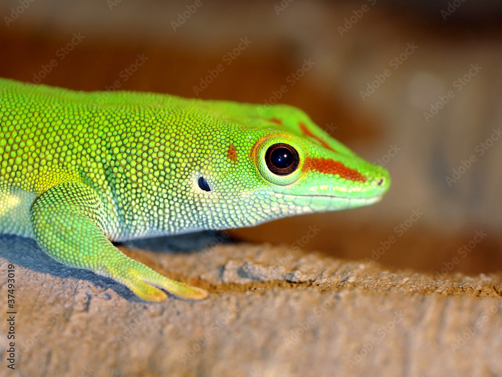 Green gecko lizard Green gecko lizard