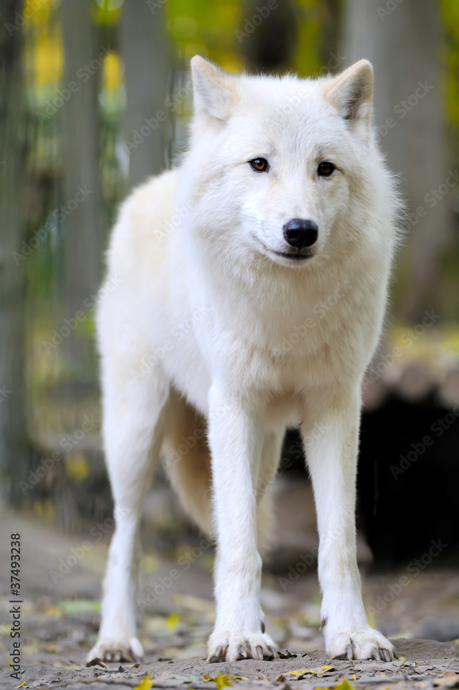 Obraz premium White wolf in forest